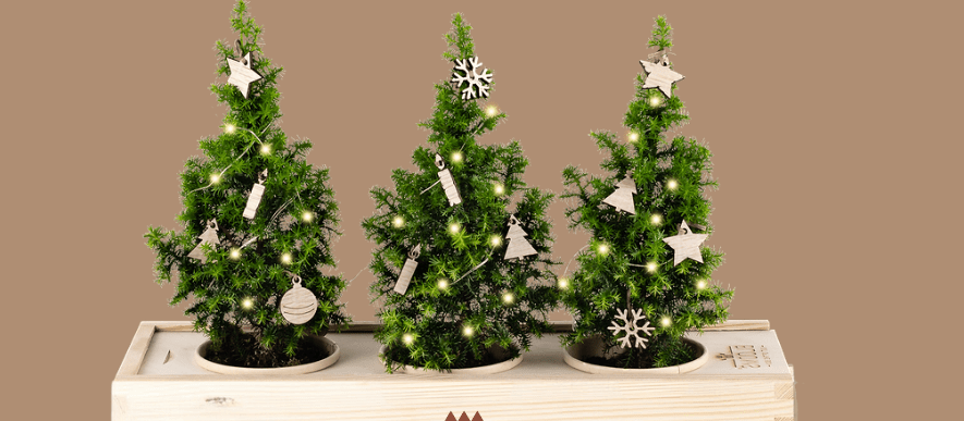 De 5 meest originele kerst relatiegeschenken van 2024 - Blooms out of the Box