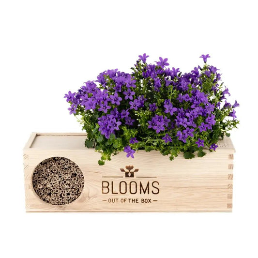 Blooms & Bees Original - Blooms out of the Box