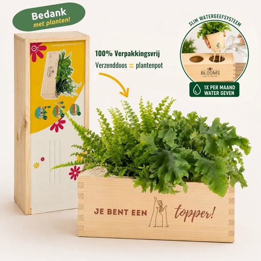 BloomsBox 'Je bent een topper' - L - Blooms out of the Box