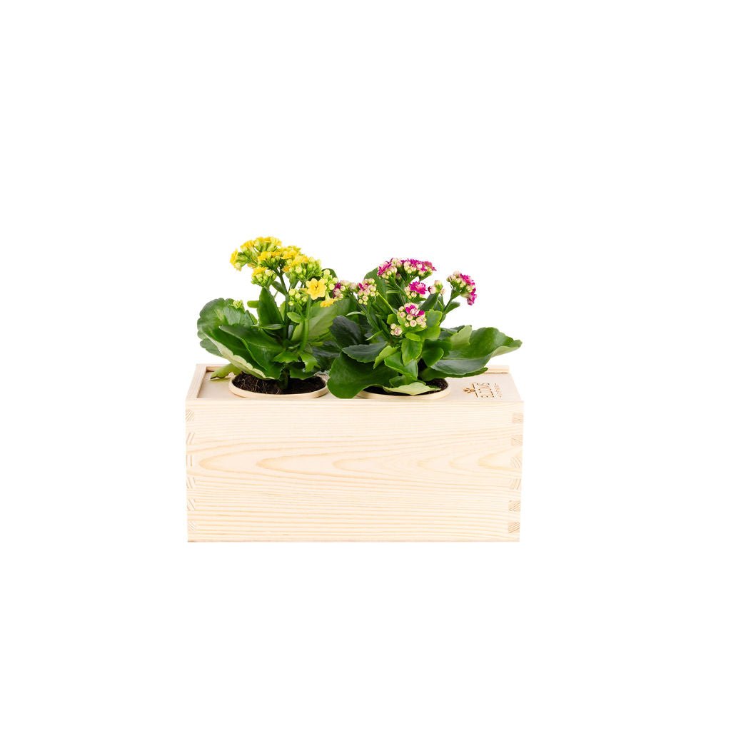 BloomsBox met bloeiende kalanchoe planten