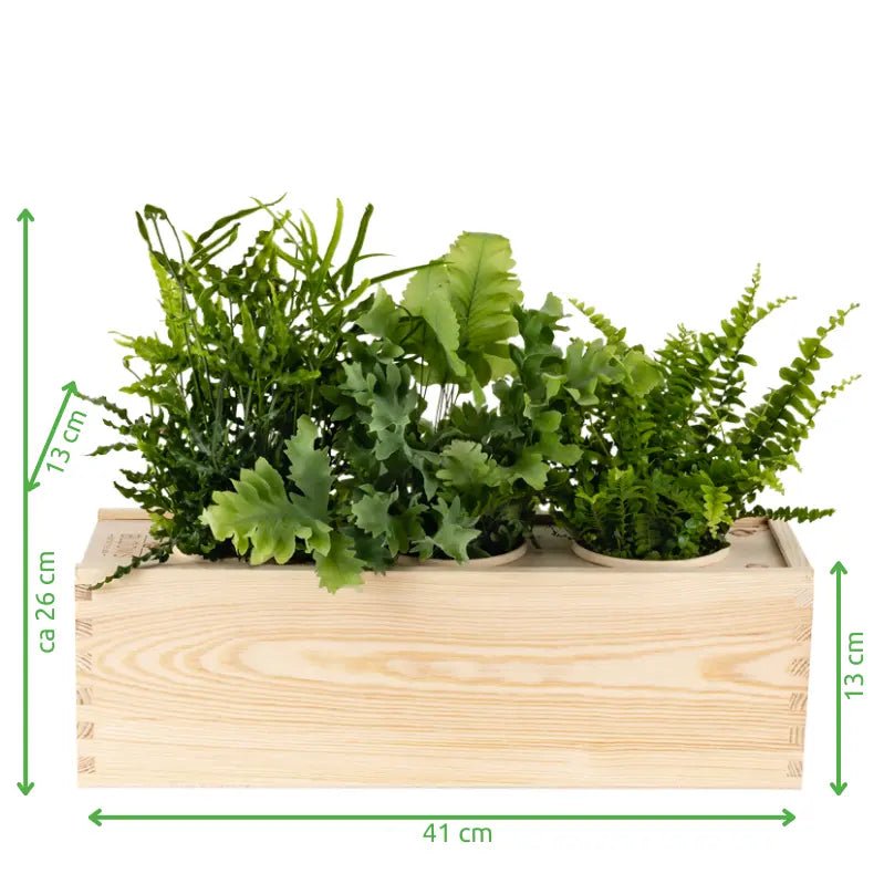 BloomsBox 'You deserve plants' - L - Blooms out of the Box