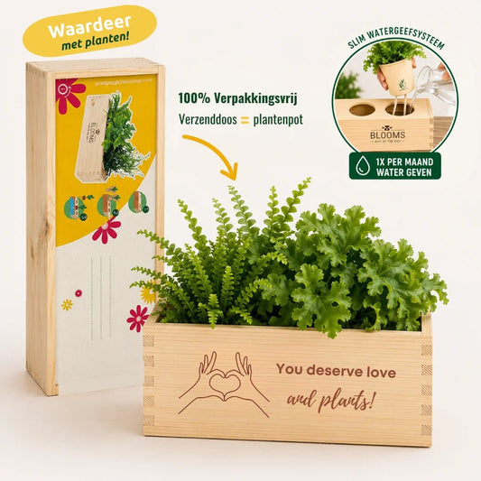 BloomsBox 'You deserve plants' - M - duurzaam bloem- & plantcadeau | Blooms out of the Box
