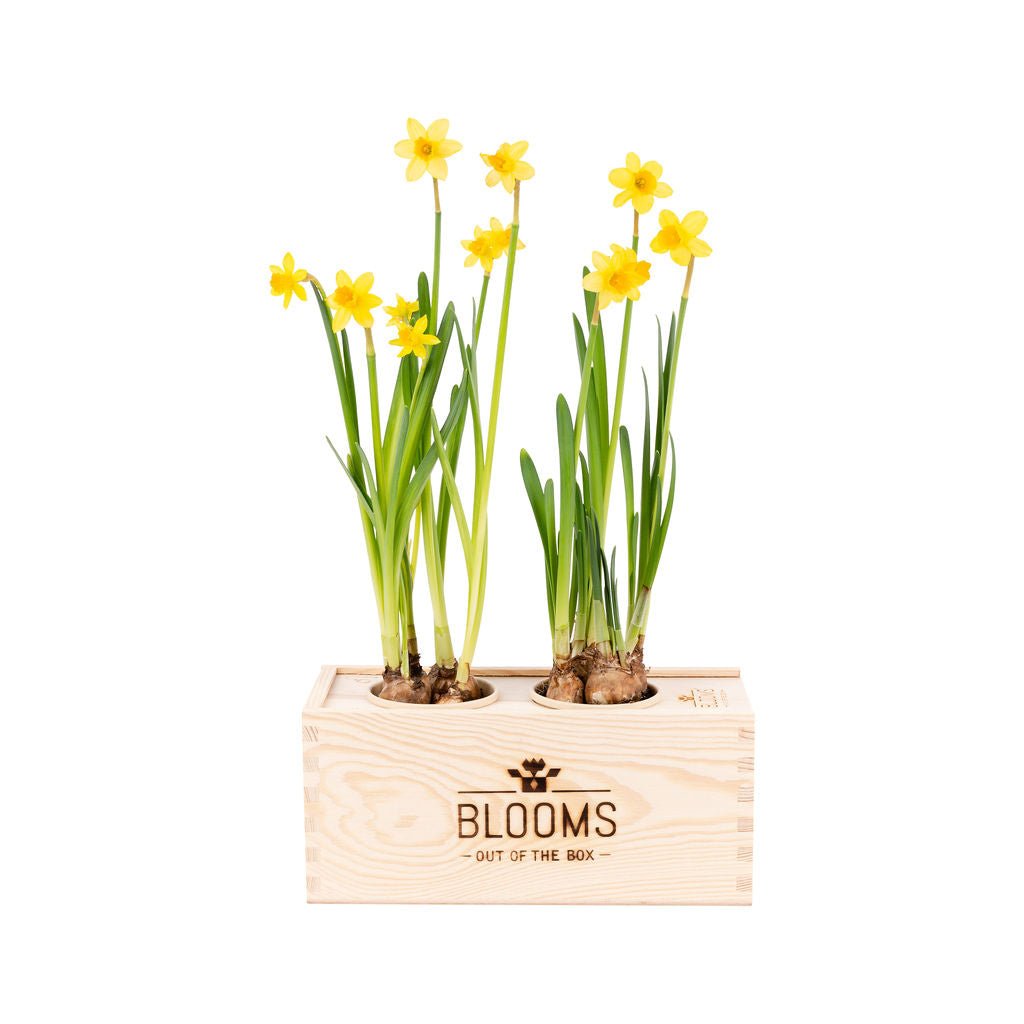 BloomsBox Original - M - Blooms out of the Box