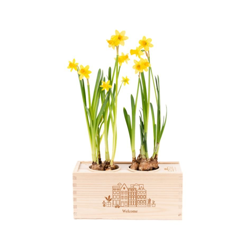 BloomsBox 'Welkom' - M - Blooms out of the Box