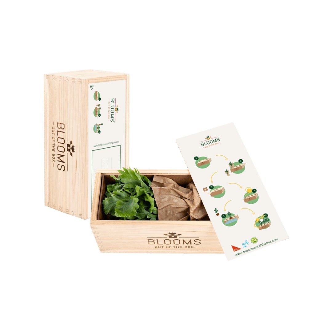 O2 out of the Box - Je bent een kanjer! - Blooms out of the Box