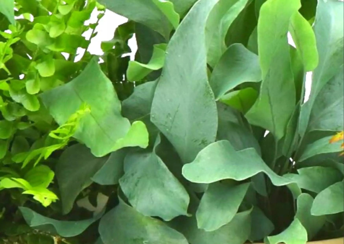 Wenskaart - Blooms out of the Box