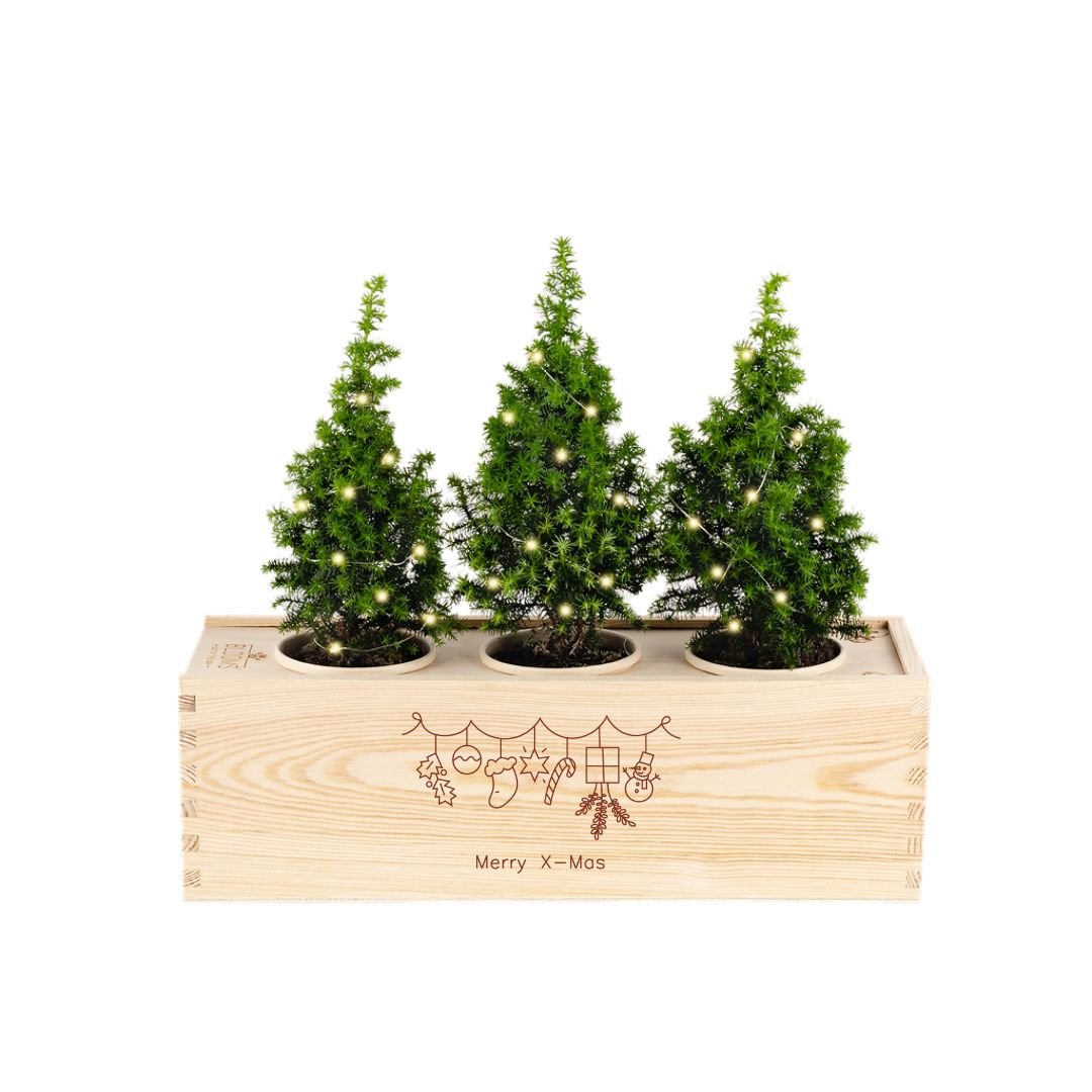 Xmas out of the Box - Lights - Blooms out of the Box