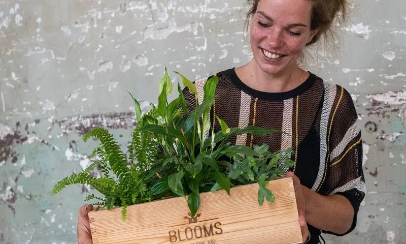 Plant relatiegeschenken voor een groene en gezonde relatie - Blooms out of the Box