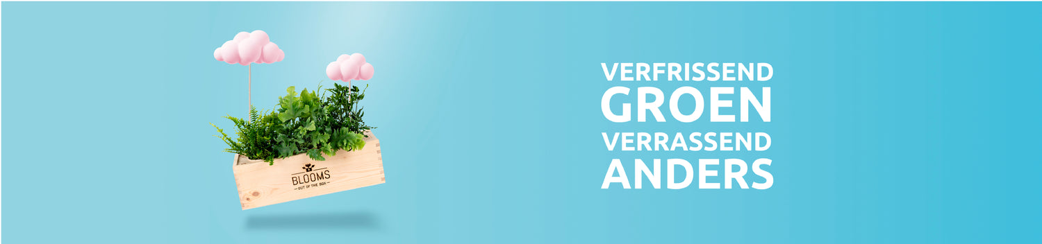 Voor iedere gelegenheid een groen cadeau!