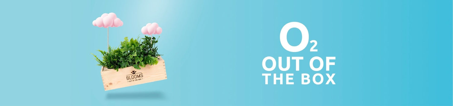 Luchtzuiverende planten