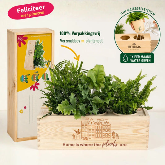BloomsBox 'Home is where plants are' - L