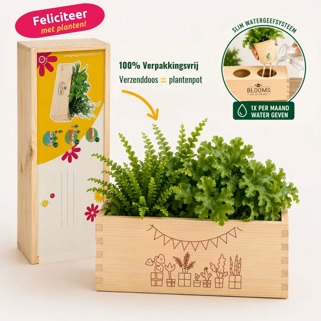 BloomsBox 'Gefeliciteerd' - M