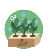 De luchtzuiverende planten in de BloomsBox verbeteren het binnenklimaat. 