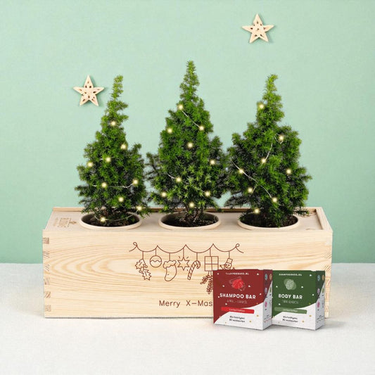 Xmas 'Winter wellness' - L