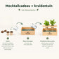 Happy Herbals  - Mojito 'your logo'