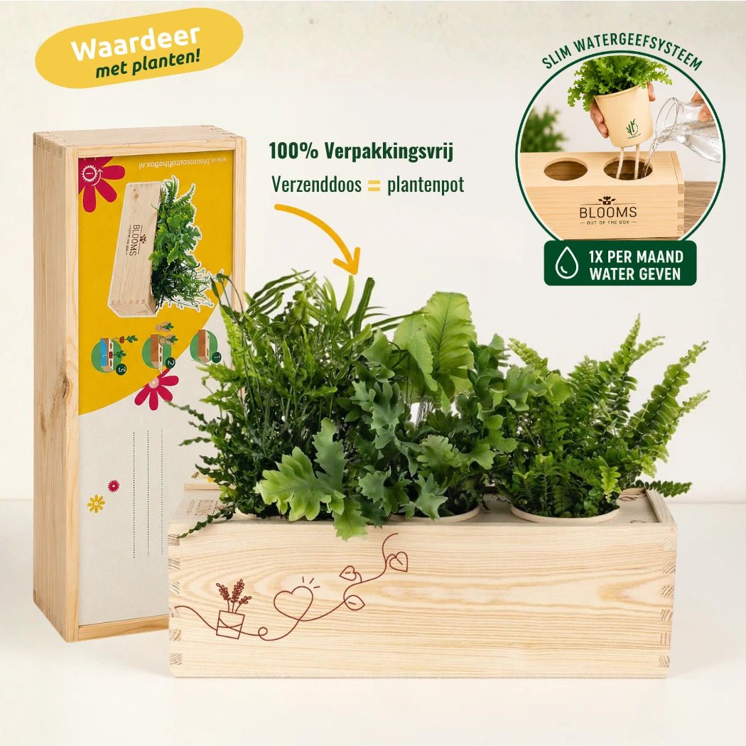 BloomsBox 'Denk aan je' - L - Blooms out of the Box