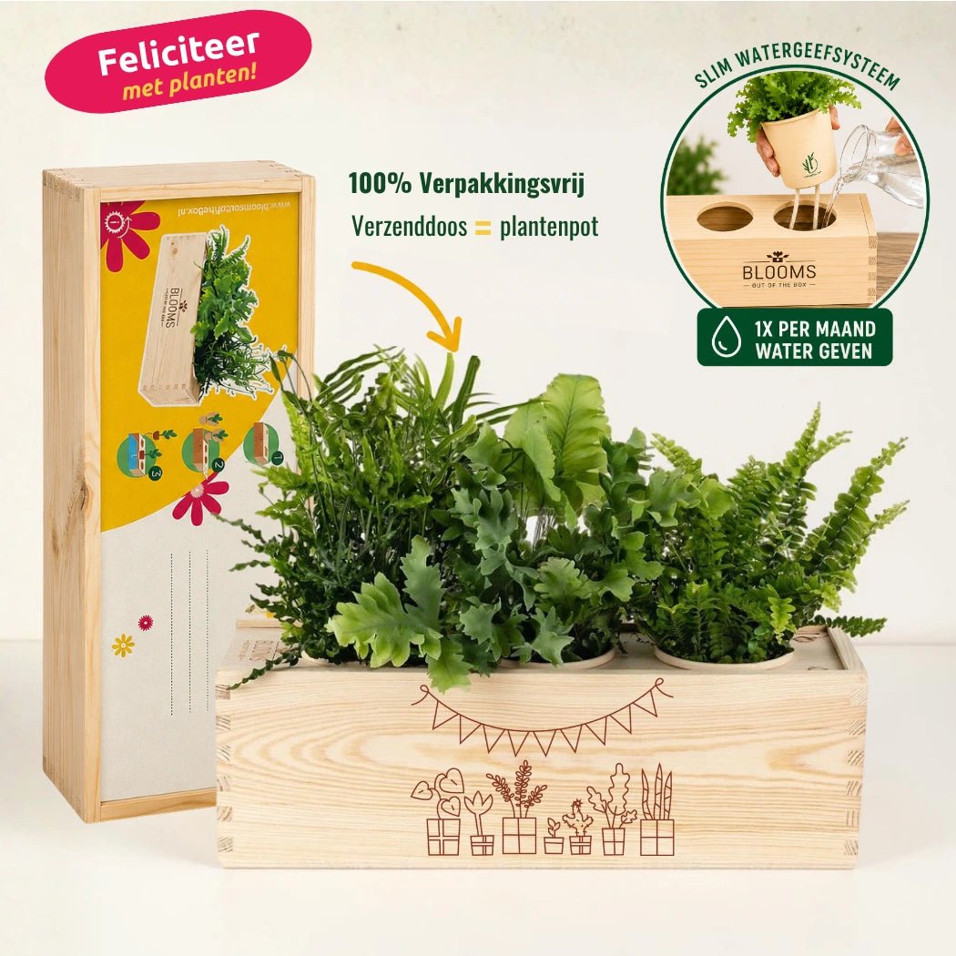 BloomsBox 'Gefeliciteerd' - M - Blooms out of the Box