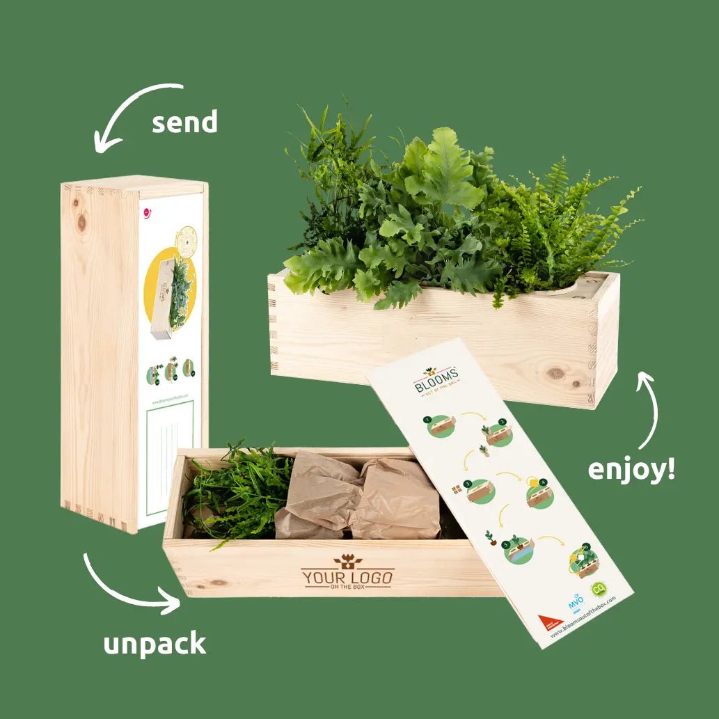BloomsBox 'Home is where plants are' - L - Blooms out of the Box