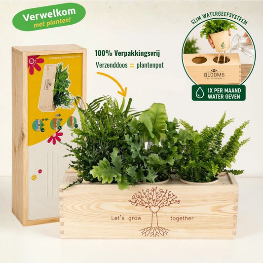 BloomsBox 'Let's grow together' - L - Blooms out of the Box