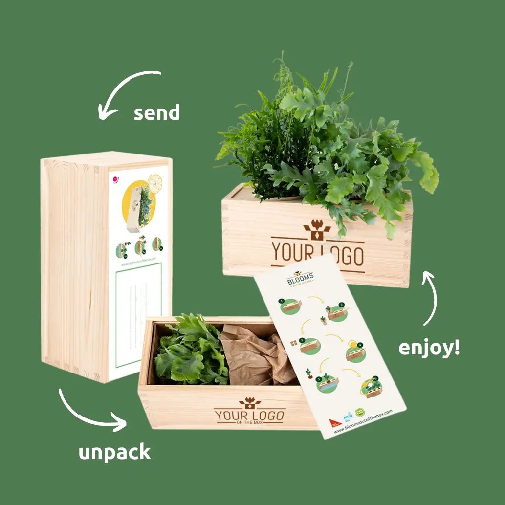 BloomsBox 'Let's grow together' - M - Blooms out of the Box
