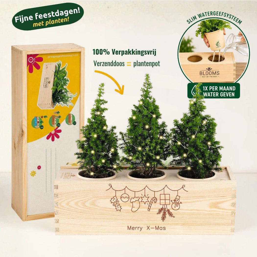 BloomsBox 'Merry Xmas' - Verlichte kerstboompjes - Blooms out of the Box
