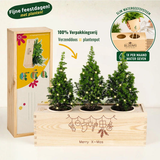 BloomsBox 'Merry Xmas' - Verlichte kerstboompjes - Blooms out of the Box