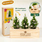 BloomsBox 'Merry Xmas' - versierde kerstboompjes - Blooms out of the Box