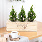 BloomsBox 'Merry Xmas' - versierde kerstboompjes - duurzaam bloem- & plantcadeau | Blooms out of the Box