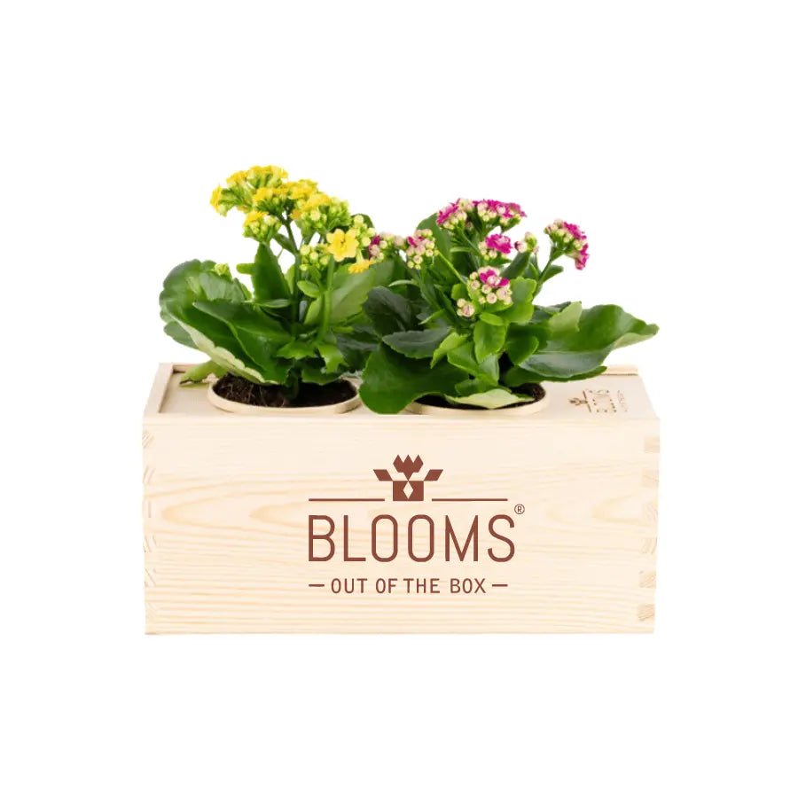 BloomsBox Original - M - Blooms out of the Box