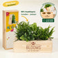 BloomsBox Original - M - Blooms out of the Box