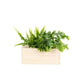 BloomsBox M met luchtzuiverende planten