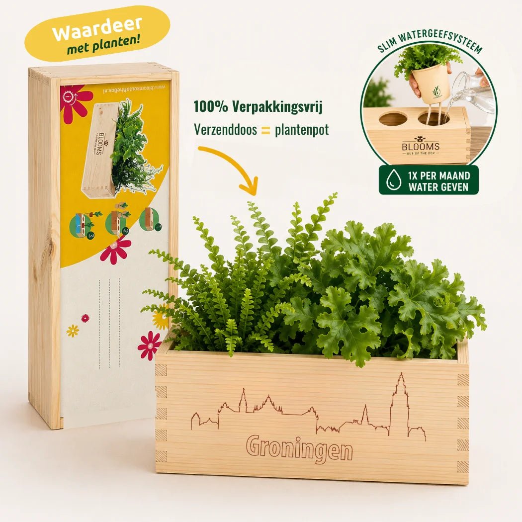 BloomsBox 'Skyline Groningen' - M - duurzaam bloem- & plantcadeau | Blooms out of the Box
