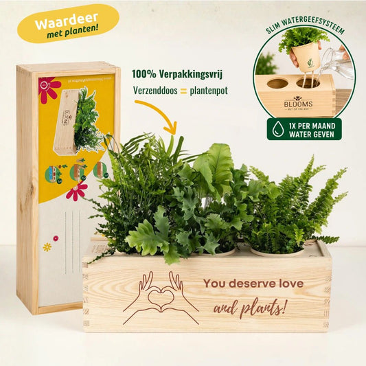 BloomsBox 'You deserve plants' - M - Blooms out of the Box