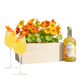 Happy Herbals - Citrus Spritz - Blooms out of the Box