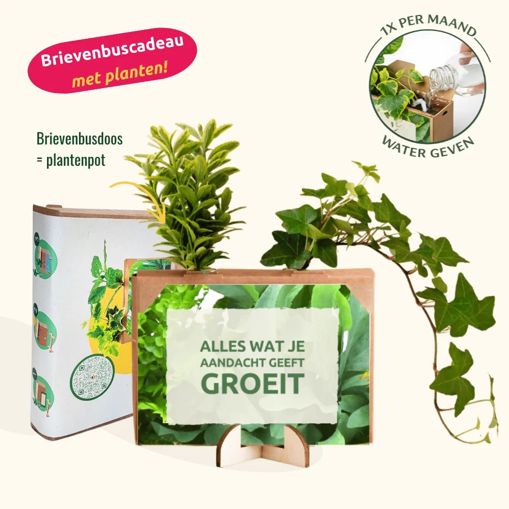 Nature out of the Box - Mini - Blooms out of the Box