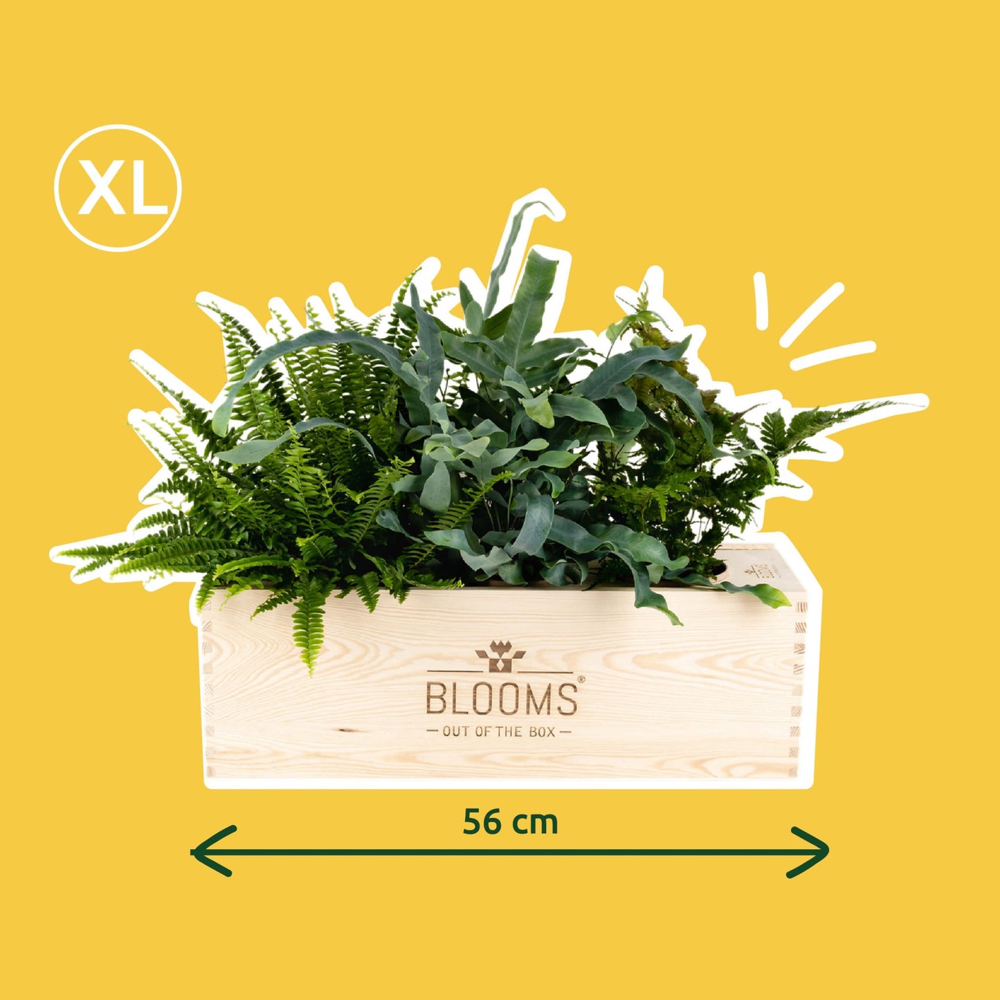Nature out of the Box - XL (vanaf 10) - Blooms out of the Box