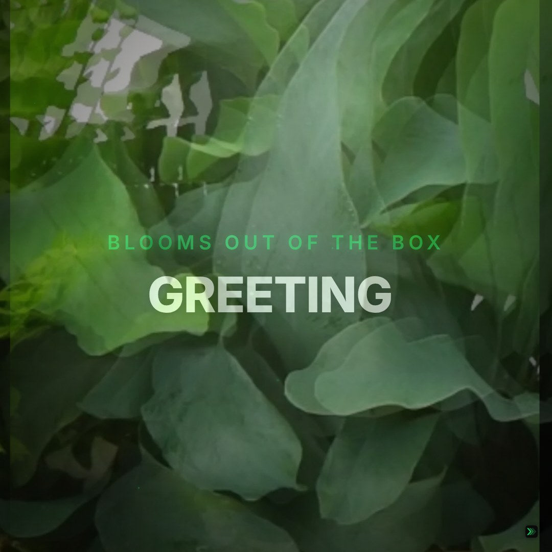 GREETING – Clean Showcase