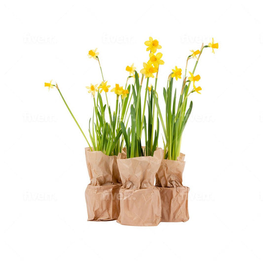 Refresh with Spring - L - Blooms out of the Box
