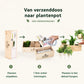 Xmas 'Forest fresh' - L (vanaf 10) - duurzaam bloem- & plantcadeau | Blooms out of the Box