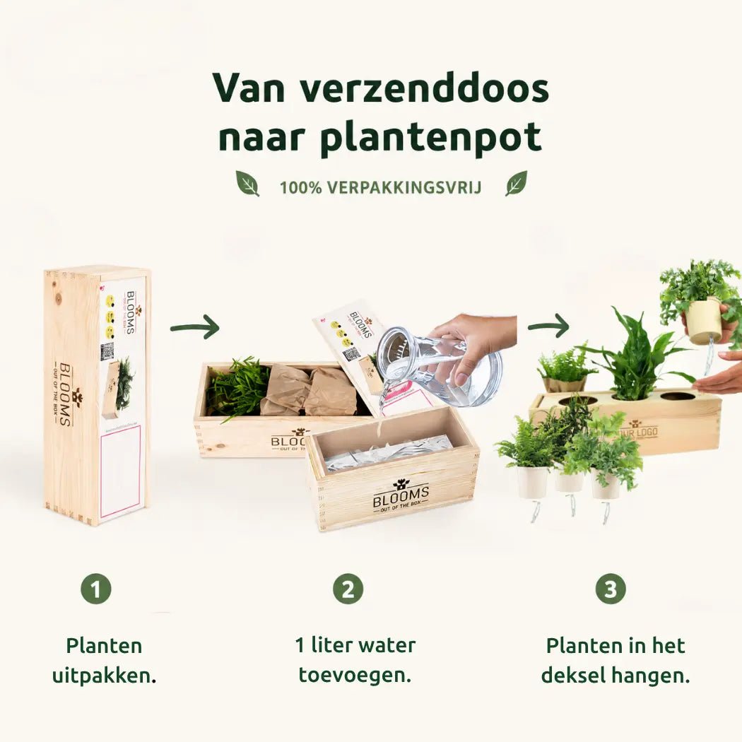 Xmas 'Forest fresh' - L (vanaf 10) - duurzaam bloem- & plantcadeau | Blooms out of the Box
