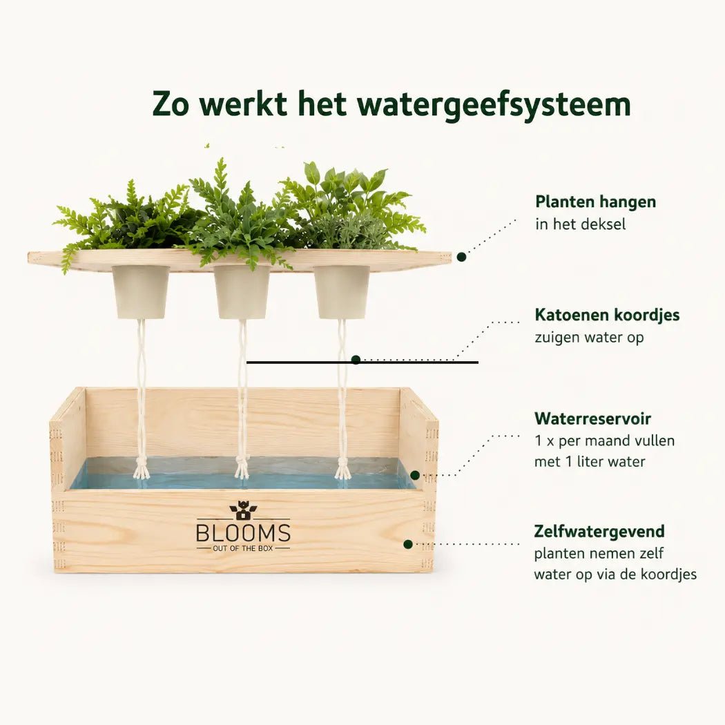 Xmas 'Forest fresh' - L (vanaf 10) - duurzaam bloem- & plantcadeau | Blooms out of the Box