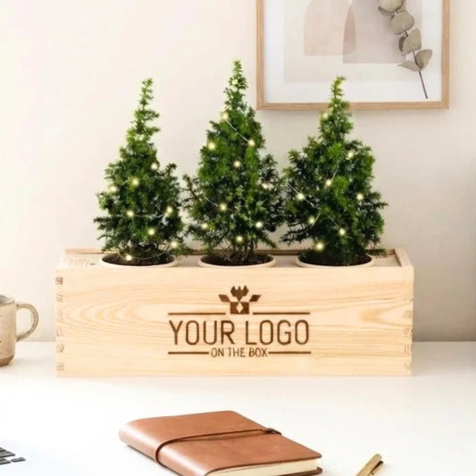 Xmas out of the Box - Lights (vanaf 10) - duurzaam bloem- & plantcadeau | Blooms out of the Box