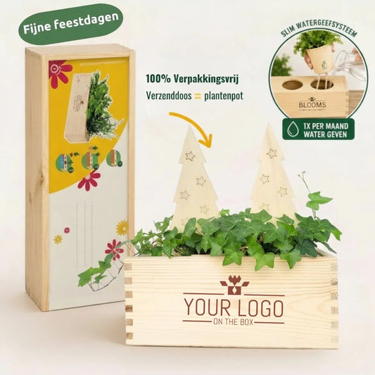 XMas out of the Box - M (vanaf 10) - duurzaam bloem- & plantcadeau | Blooms out of the Box