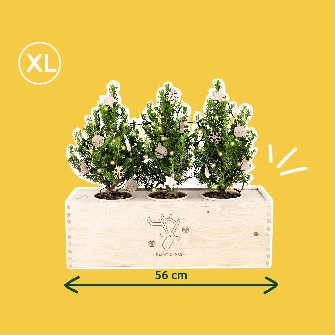 Xmas out of the Box - XL (vanaf 10) - duurzaam bloem- & plantcadeau | Blooms out of the Box