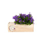 Blooms & Bees out of the Box - L - Branded - Bloomsoutofthebox