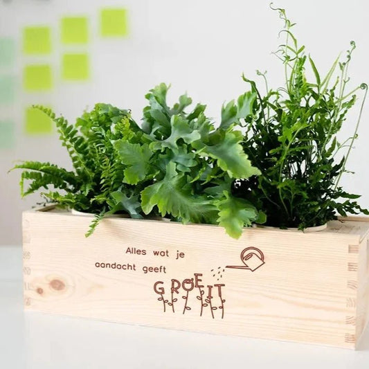 BloomsBox 'Alles wat je aandacht geeft groeit' - L - Blooms out of the Box