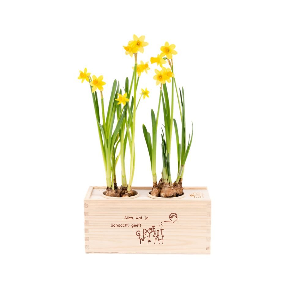 BloomsBox 'Alles wat je aandacht geeft groeit' - M - Blooms out of the Box
