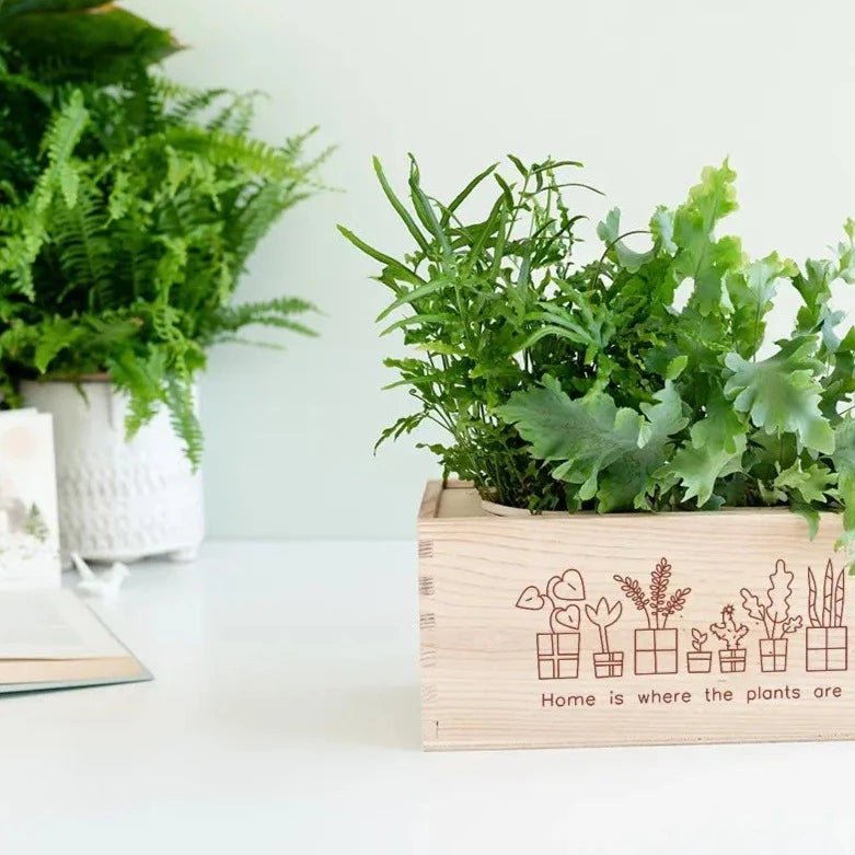 BloomsBox 'Home is where the plants are' - M - Blooms out of the Box