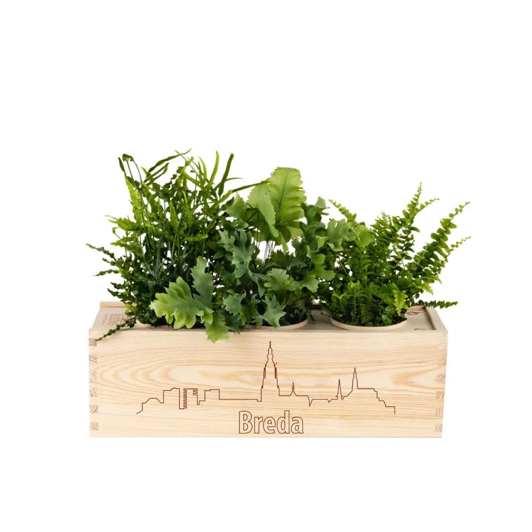 Relatiegeschenk Breda met planten - BloomsBox L