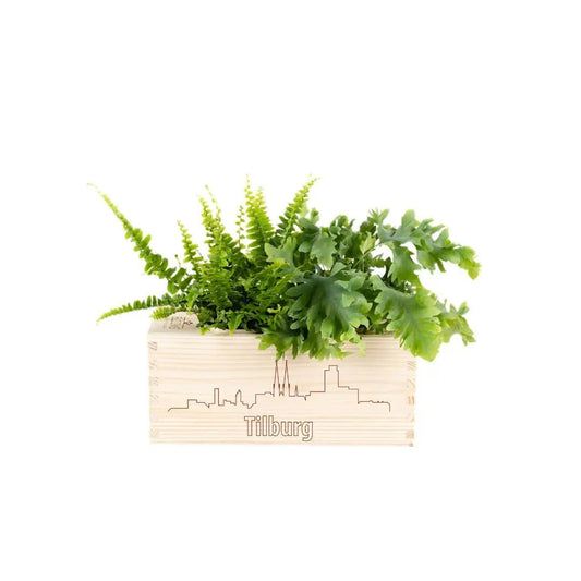 Plant cadeau Tilburg - BloomsBox M